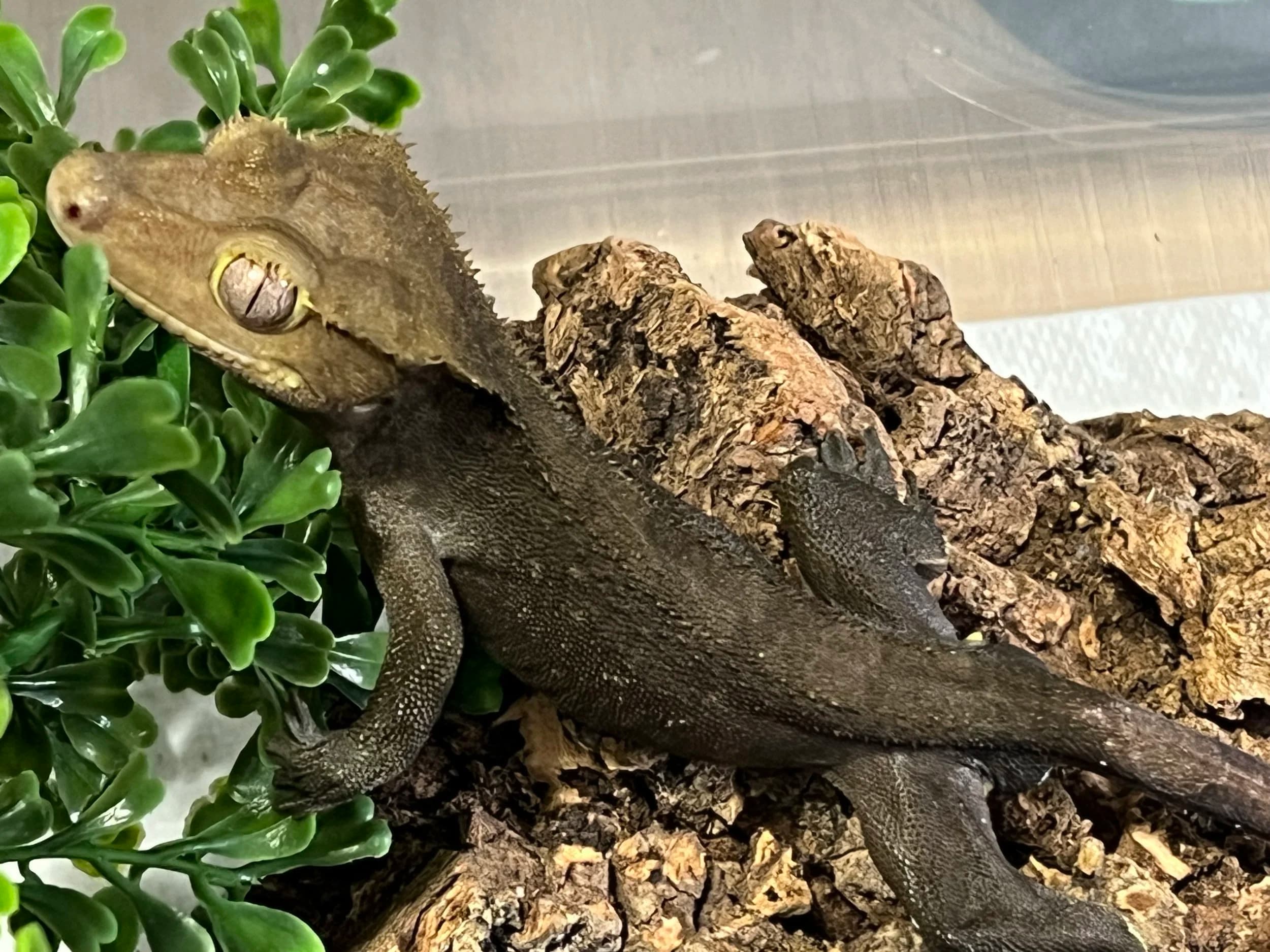 Crested gecko
